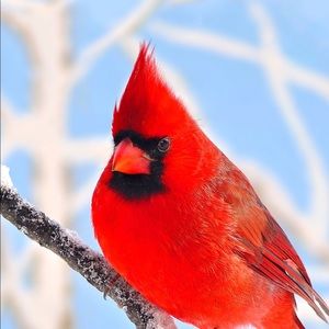 Meet your Posher, Angel